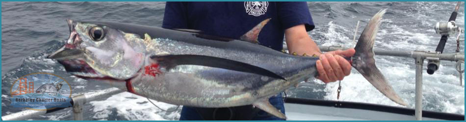 Tuna Fishing Charters San Francisco