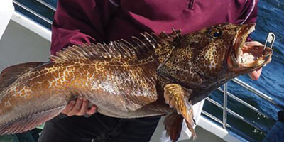 San Francisco Rock Cod Fishing Charter